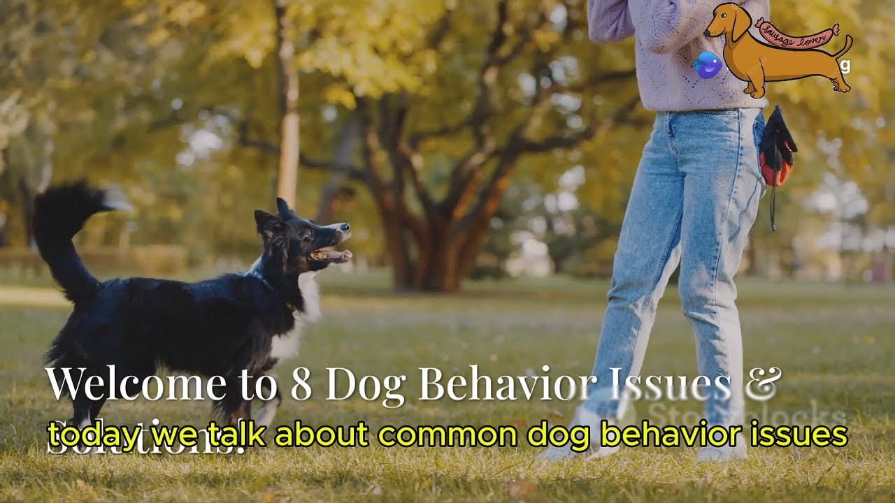 8 Common Dog Behavior Issues and Solutions - YouTube