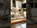手に持ってる物をすぐに振り回すヤツが子供の頃はたくさんいたなぁ❗️と思い出した動画🤨#周りを確認しないと危ないよね😉‼️#赤柴は怒らないから偉いね❣️#柴犬#多頭飼い#shibainu#dog
