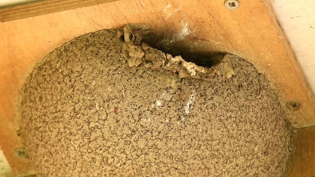 House Martin Chicks YouTube house-martin-chicks-youtube
