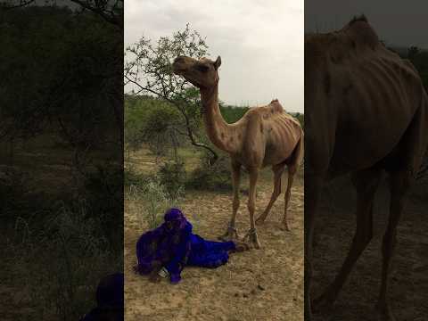 المرأة مستلقية في الغابة والجمل يقف بجانبها