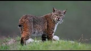 WE GOT A BOBCAT!!!
So proud of my amazing little cub scout! Not so crazy about the freaking snow though! (It was 80 last week!) Hope you enjoy! WE GOT A BOBCAT!!!