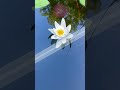 Water Sounds with Calm Music | Deep Relaxation &amp; Peace #WaterSounds #CalmMusic #RelaxingMusic
