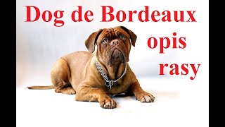 Dog de BORDEAUX  OPIS RASY, charakter, zdrowie, wady i zalety, dla kogo