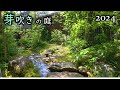 芽吹きの季節 山野草と雑木の庭 オンラインオープンガーデン(2024/4/12)