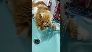 Kiara y el agua. 1 #gatos