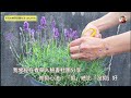薰衣草的採收與疏枝 / 修剪|花開堪折直須折 / 莫待無花空折枝|薰衣草的越夏準備|所有薰衣草均適用|狹葉薰衣草|Lavandula angustifolia