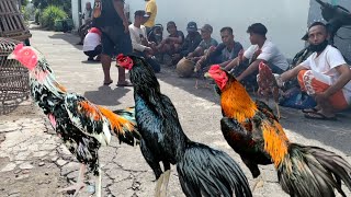 Download Lagu Pasar pedan istimiwir penuh Bagusan bosku ada Larumbang Blorok Air dan Bk klasik Ekorlidi ganteng MP3