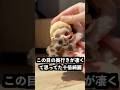 ジッパーを開けると女の子が出てくるメイメイに磁石を当てればシークレットがわかるはず!