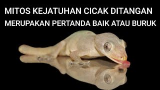 MITOS KEJATUHAN CICAK DITANGAN MERUPAKAN PERTANDA BAIK ATAU BURUK❓