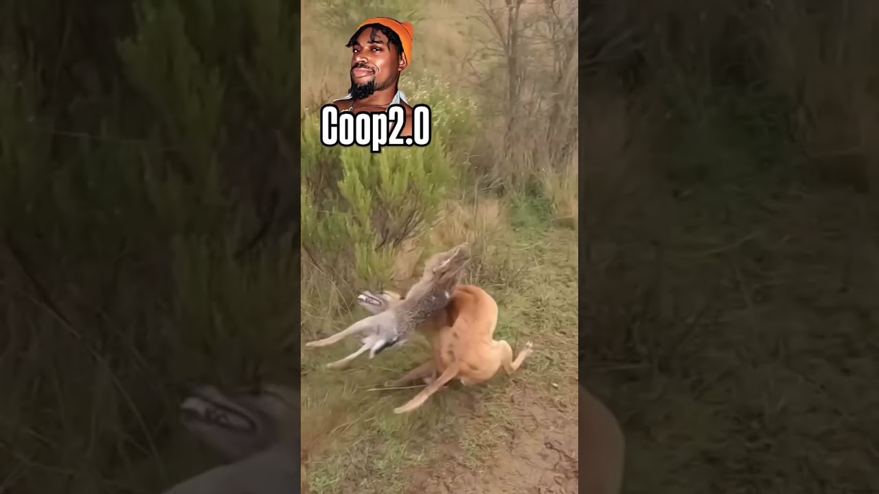 КРОЛИК С ПАРОМА 🐇