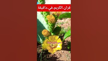 سورة.الجن.صلاح.بوخاطر #quran #اكسبلور #المصحف #راحة_نفسية #تيك_توك #دويتو #duet #flowers #ترند #لايك