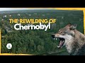 The extreme rewilding of chernobyl this is what happens when humans leave