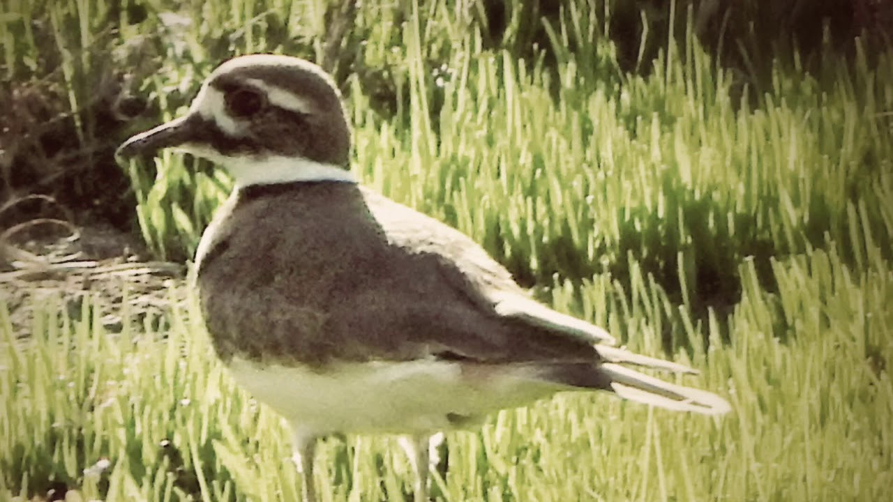 Killdeer call (audio w pics) YouTube
