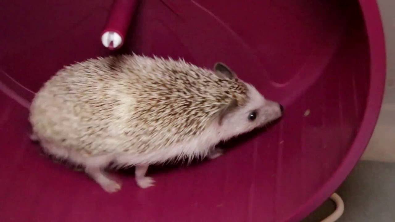 Hedgehog training for his next fight... YouTube