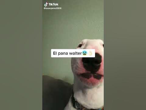 Los panas animales muy gracioso 😂😂😂/ KIKEGZ - YouTube