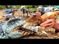 SPINOSAURUS Vs GIGANOTOSAURUS Vs CARNOTAURUS 🦖 Jurassic World Rebirth | Dinosaurs Toys Battle