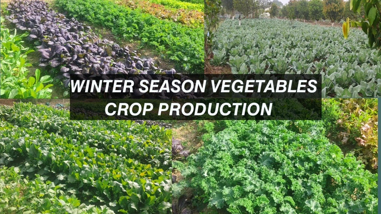 Winter season vegetables crop cultivation 