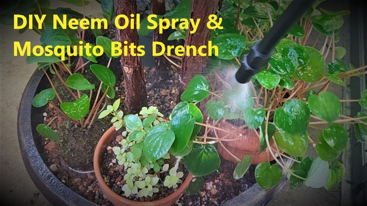 Banish Common Houseplant Pests With This One Neem Spray Recipe – Outside In