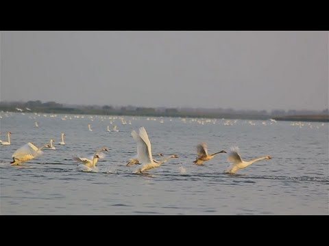 Видео: Как да плета лебеди