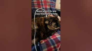 Update:  Link in bio to donate. Every pledge means the world. 💛🐾Please consider donating any amount.