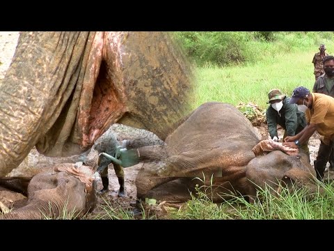 Elephant suffering from traumatic anal injury was fortunate to receive treatment from veterinarians