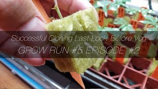Successful Cloning Last Look Before Veg - GR5 E2