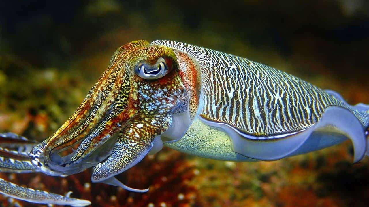 The Insane Biology of the Cuttlefish: Masters of Camouflage and ...