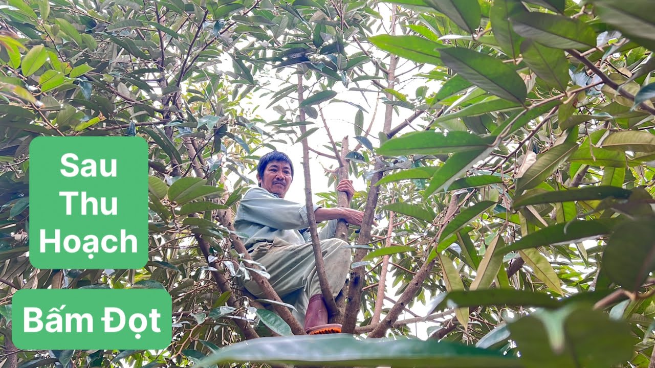 Cắt Ngọt, Hảm Đọt, Tỉa Cành Sầu Riêng Sau Thu Hoạch, Vườn Chú Hùng,  Bù Đăng, Bình Phước