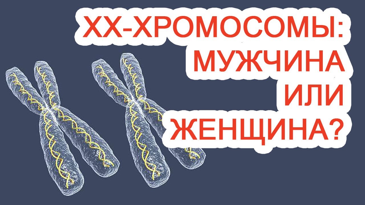 Половые хромосомы мужского организма. Хромосомы. Женские хромосомы. Хромосомы мужчины. XX хромосомы.