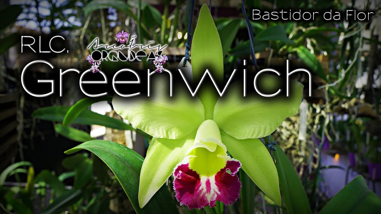 🌿🏳‍🌈💚 RLC. Greenwich - BastidorDaFlor #Cattleya #Verde #Natureza # Orquídea #Orchid - thptnganamst.edu.vn
