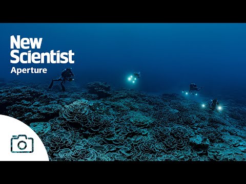Divers Discover Pristine Reef off Tahiti