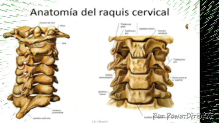 Movilizacin de la columna cervical y lumbar