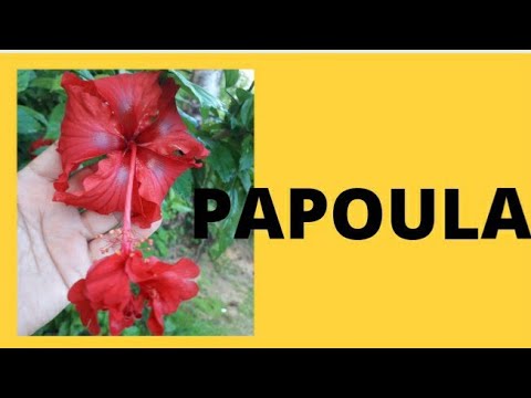 Vídeo: Como Reconhecer Sua Papoula