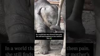 Baby finds happiness in mother’s tail #positivevibes #elephantlove