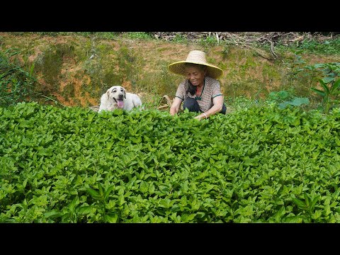 孫女放暑假，阿婆給她們做傳統仙草蜜，孫女一口氣連吃3大碗Grandma makes traditional cold herb tofu, delicious and tasty｜广西 美食｜玉林阿婆