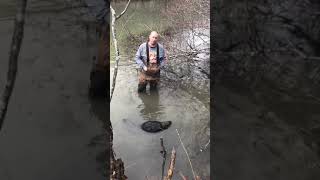 Snaring Trap Shy Beavers