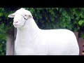 Raising Lambs For Meat These 5 Breeds Are Top Performers 