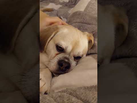 Video: Mis on puggle'i keskmine eluiga?