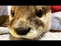 An otter whose voice leaks out when I stroke him [Otter life Day 403]【カワウソアティとにゃん先輩】