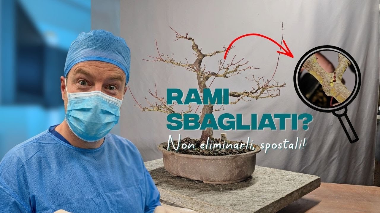 Thread grafting nel bonsai: come spostare i rami senza tagliare