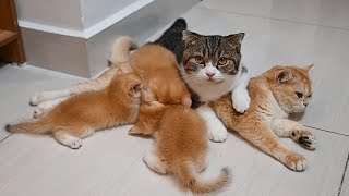 Teddy Kittens is always loved in Mom and Dad's arms | Daddy cat is always beside his little family.