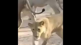 Kata baba hewan versi onder sepot lucu habis