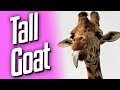 Tall Goat (Goat