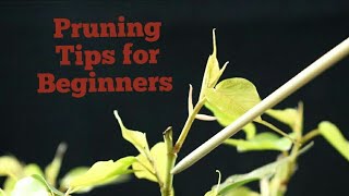 Don't do this Mistake during the Pruning