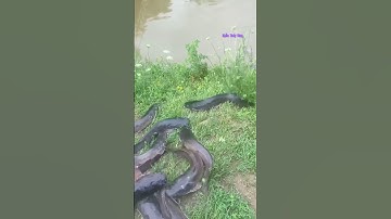 Cá Lớn - thả Cá Trê Khủng xuống sông 😱 #khacthuyvlogg