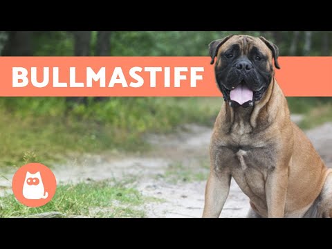 Vídeo: Diferença Entre Bullmastiff E Mastiff Inglês