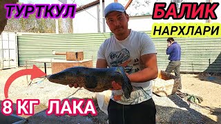Турткул Балик НАРХЛАРИ ТЕЗ КОРИНГ | Рыбалка