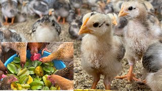 Chicken Farm - How to take care of 10 day old chicks - life on the farm