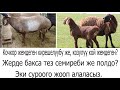 Козулу кой жемдеген кирешелүүбү, же кочкор? Жерде жемдесе жакшыбы же полдобу?