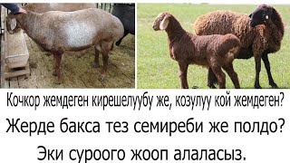 Козулу кой жемдеген кирешелүүбү, же кочкор? Жерде жемдесе жакшыбы же полдобу?